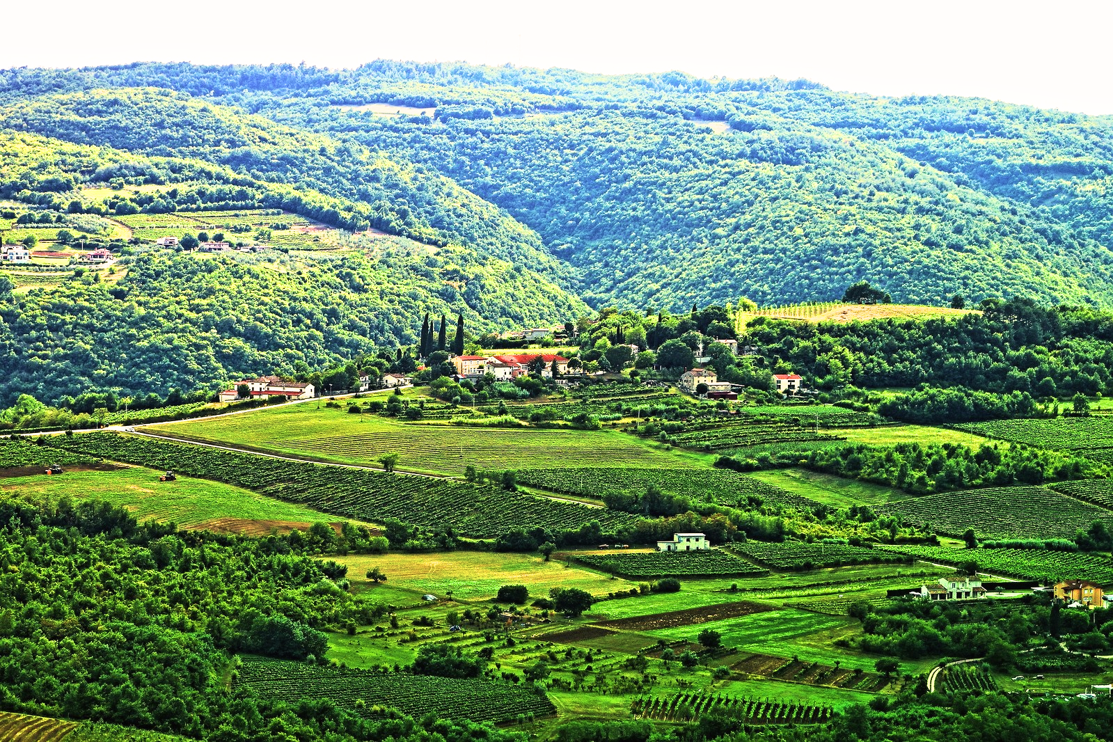 Sunlit vineyard in Istria, Croatia, with rolling hills and stone houses, famous for Malvazija and other top Croatian wines.