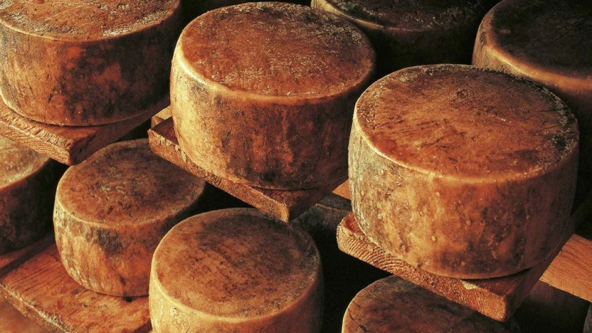 Traditional Croatian food Paški sir, award-winning sheep milk cheese from Pag Island, a gourmet delicacy of Adriatic cuisine