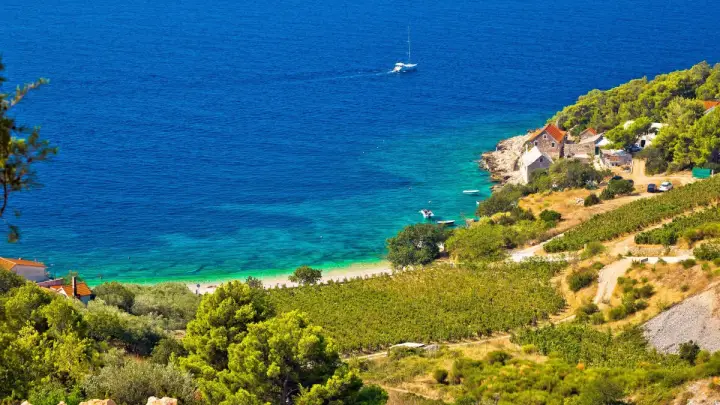 Vineyard landscape on Brač Island, Croatia.