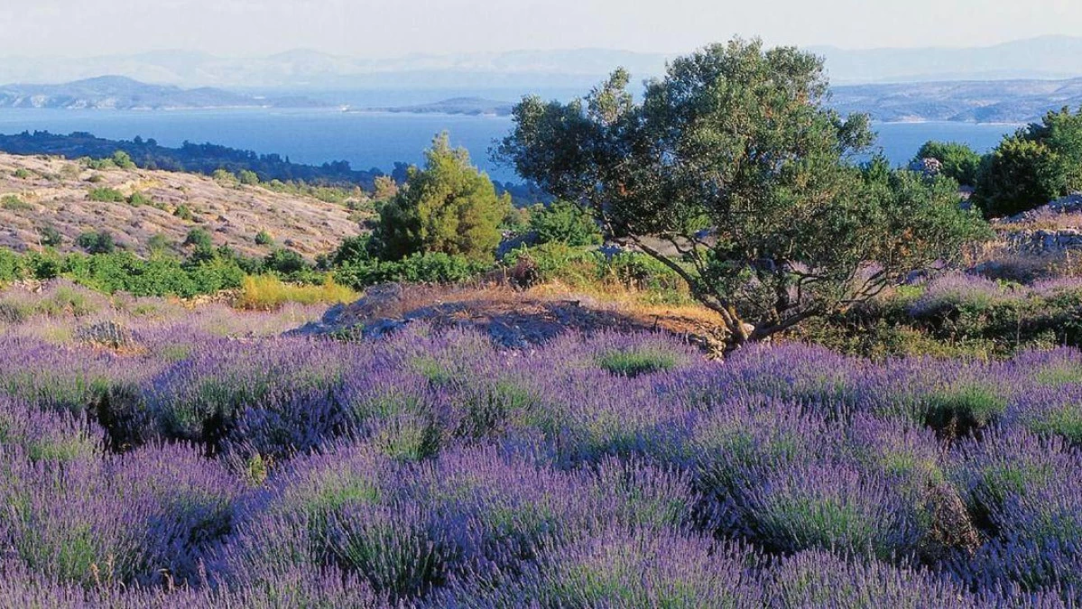 Hvar lavander fields
