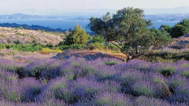 Hvar lavander fields