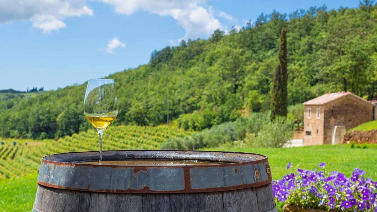 Istria vineyard in Croatia with rows of grapevines stretching across sunlit hills, producing some of the best Croatian wines.