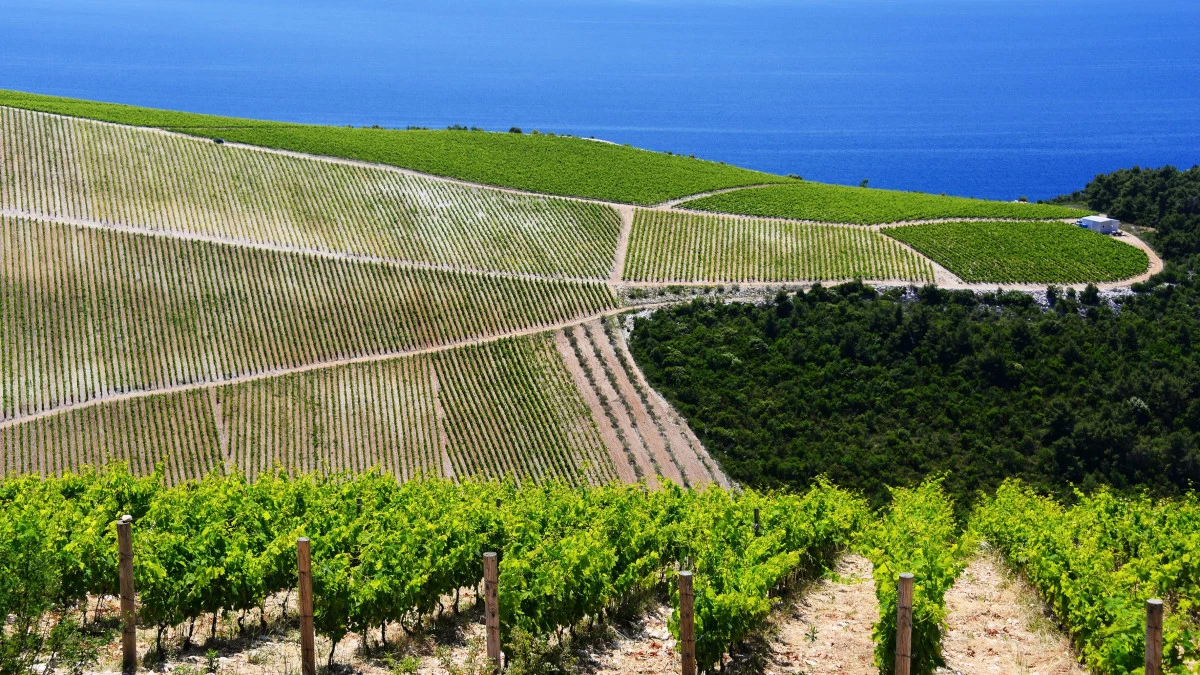 komarna wine region