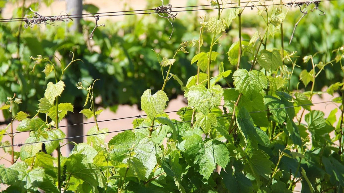 Close-up of a green wine leaf illuminated by sunlight, symbolizing the freshness and vitality of Croatian vineyards.
