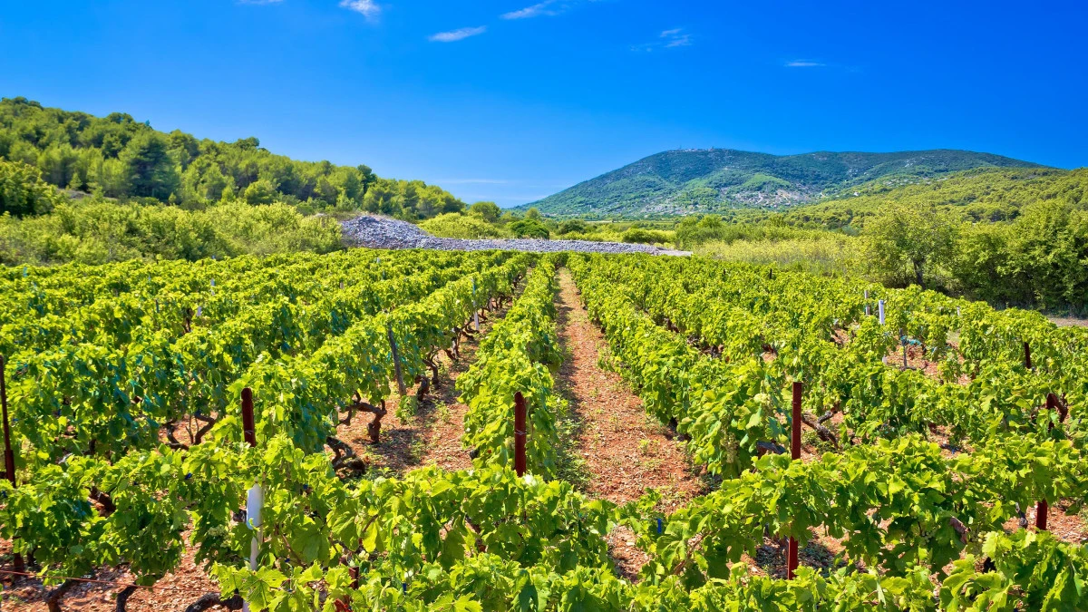 Vineyard on the island of Vis, Croatia, overlooking the Adriatic Sea, known for producing distinctive Dalmatian wines.
