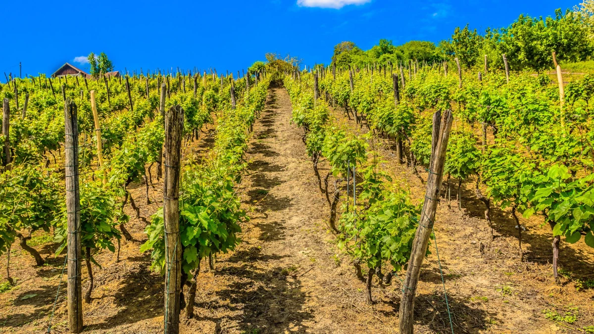 Vineyard with rows of grapevines stretching across sunlit hills, representing Croatia’s rich winemaking tradition.