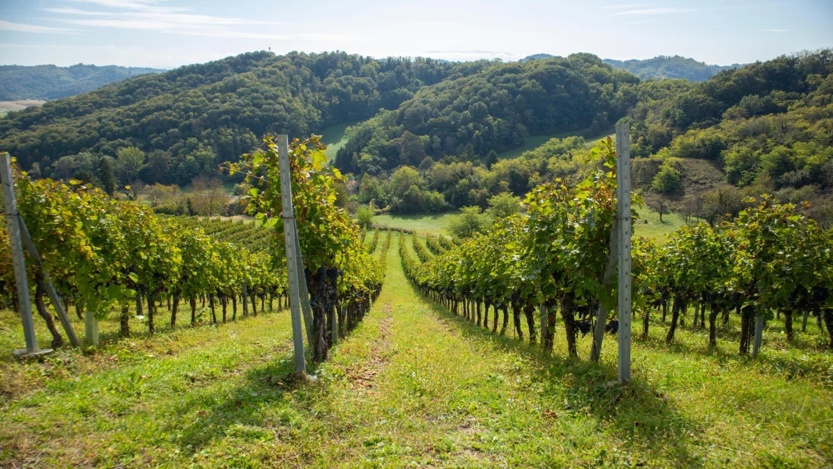 Vineyard landscape in Zagorje, northern Croatia, with gentle green hills and traditional rural scenery known for fresh white wines.
